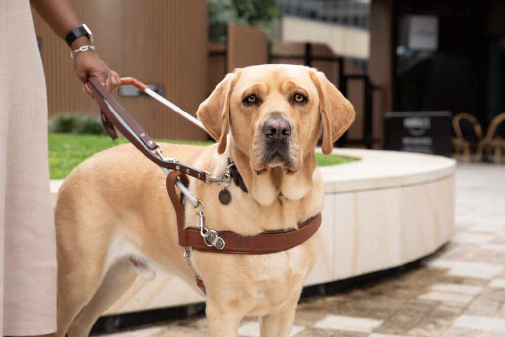 Guide Dog Tales Spring 2023