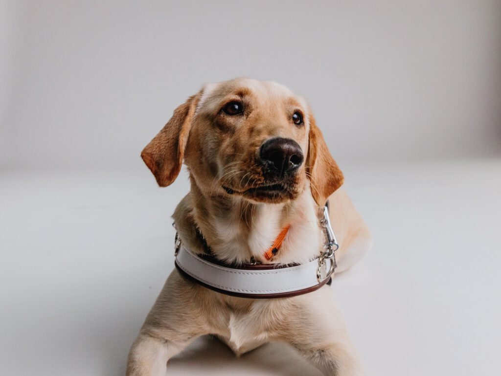 Guide Dog Tales Winter 2024