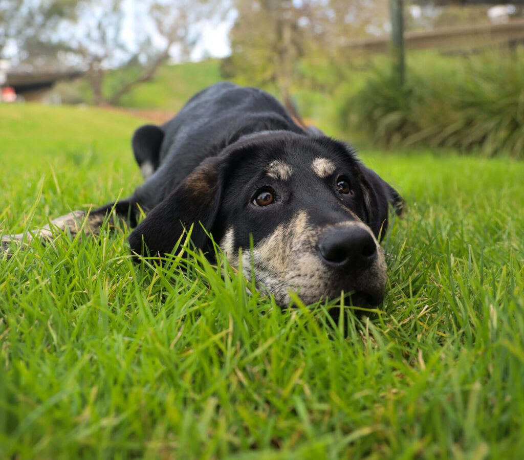 Guide Dog Tales Spring 2024