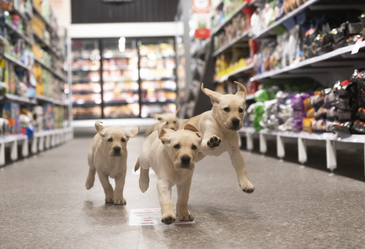 There are three yellow Labrador puppies running up the aisle of Coles toward the camera.
