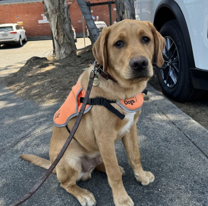 A yellow Labrador puppy, Orlando sitting by a car and wearing an orange training coat.