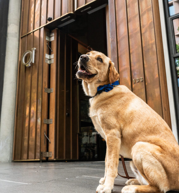 Yellow Labrador Russell sits in front of the QT, wearing a green silk bow tie.