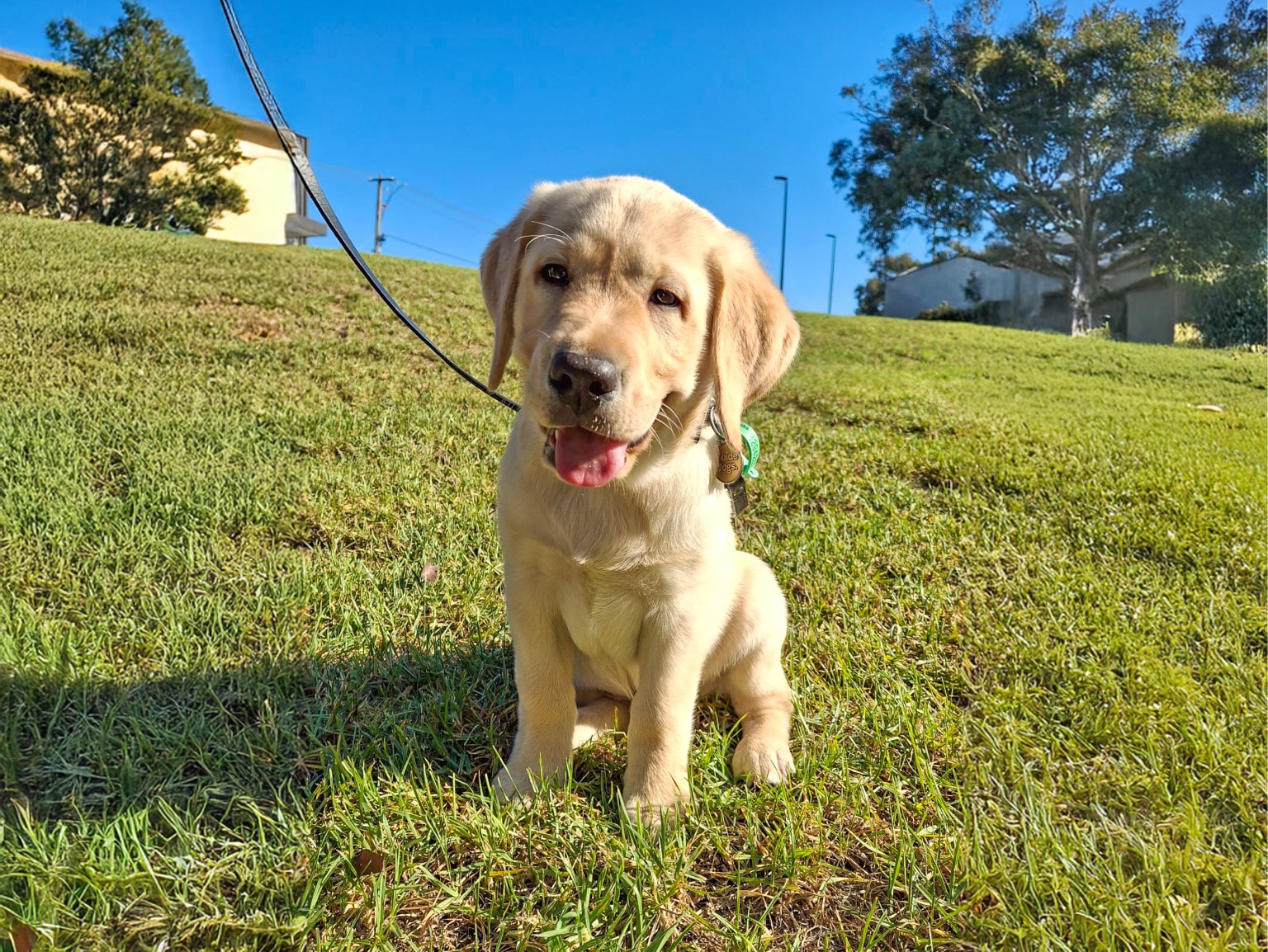 A yellow Labrador puppy, Christiaan sitting on grass in an open field.