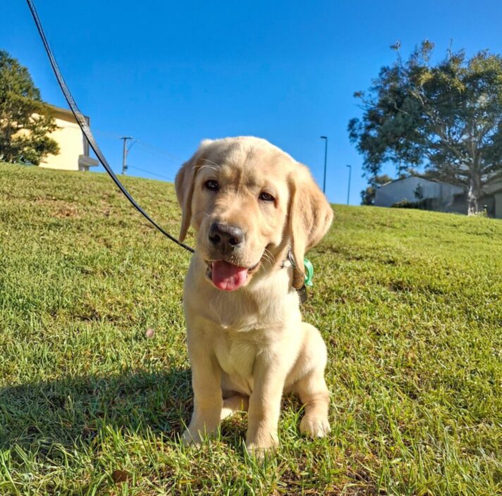 A yellow Labrador puppy, Christiaan sitting on grass in an open field.