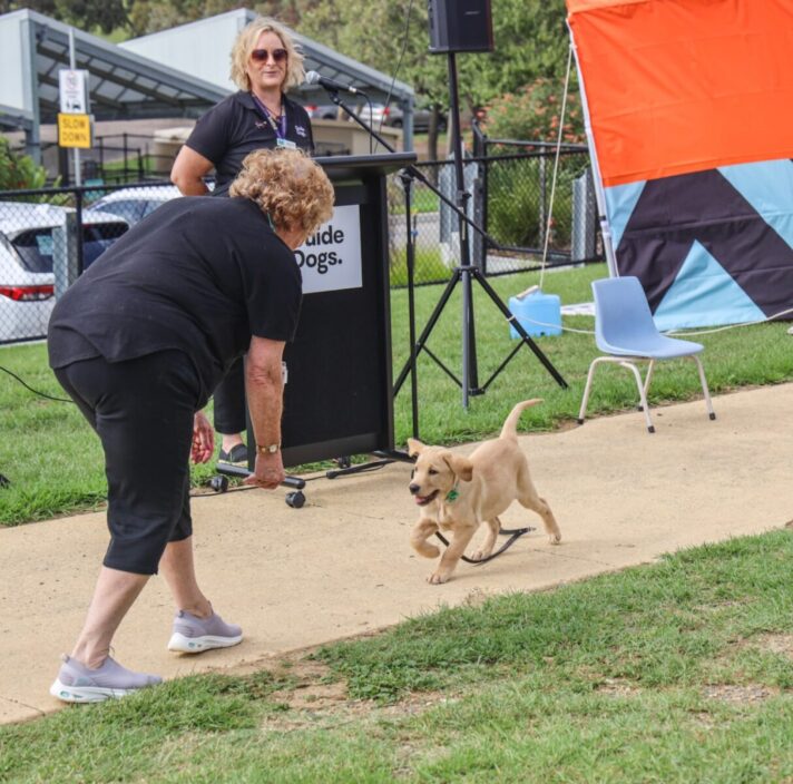 Yellow pup Rocket from the Fruit and Veg litter, runs towards their puppy raiser Kathryn.