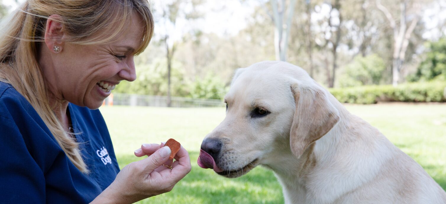 A person holds a treat in front of a Labrador licking its lips on a grassy area with trees in the background.