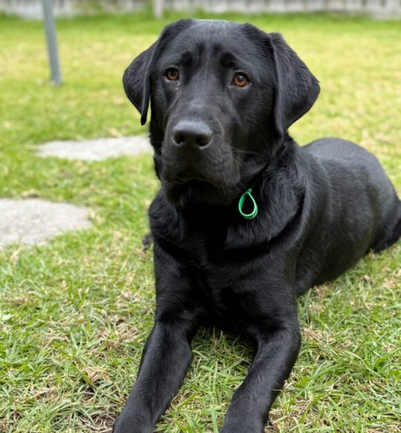 Gil, a black Labrador lying on the grass in an outdoor setting.