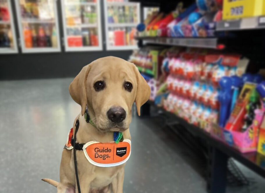 Guide Dog Tales Spring 2025