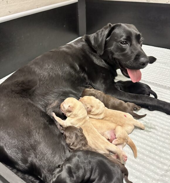 Zammy feeding her seven special pups