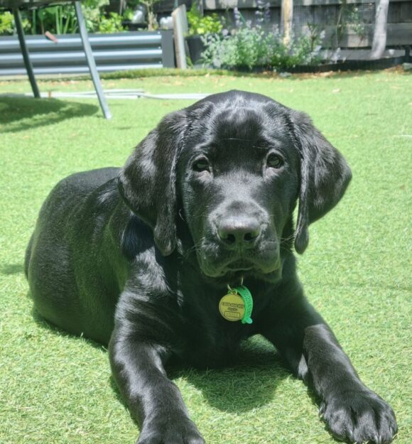 Puppy pal Tim
