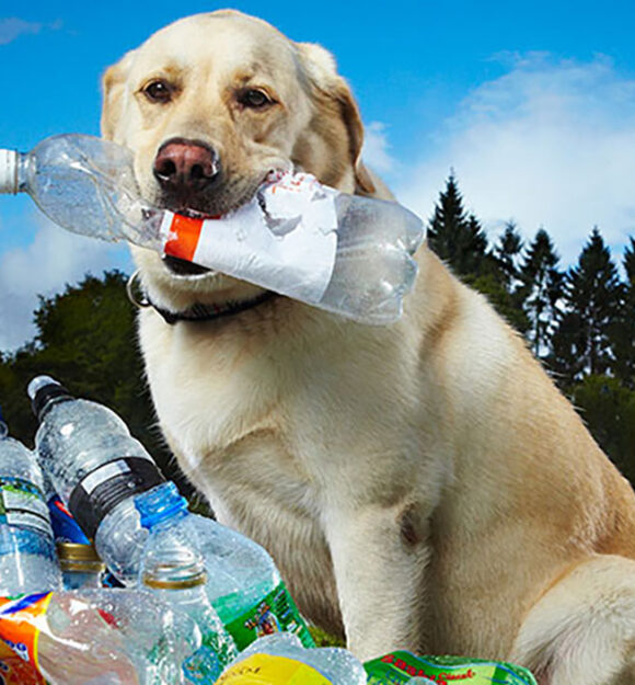 Labrador dog with empty plastic bottle in his mouth