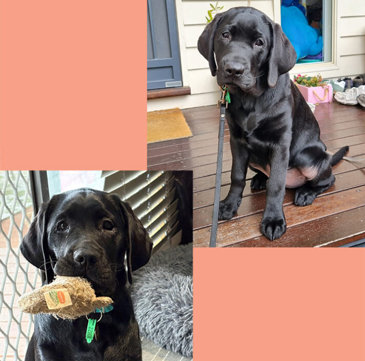 Tim & Tam Guide Dogs