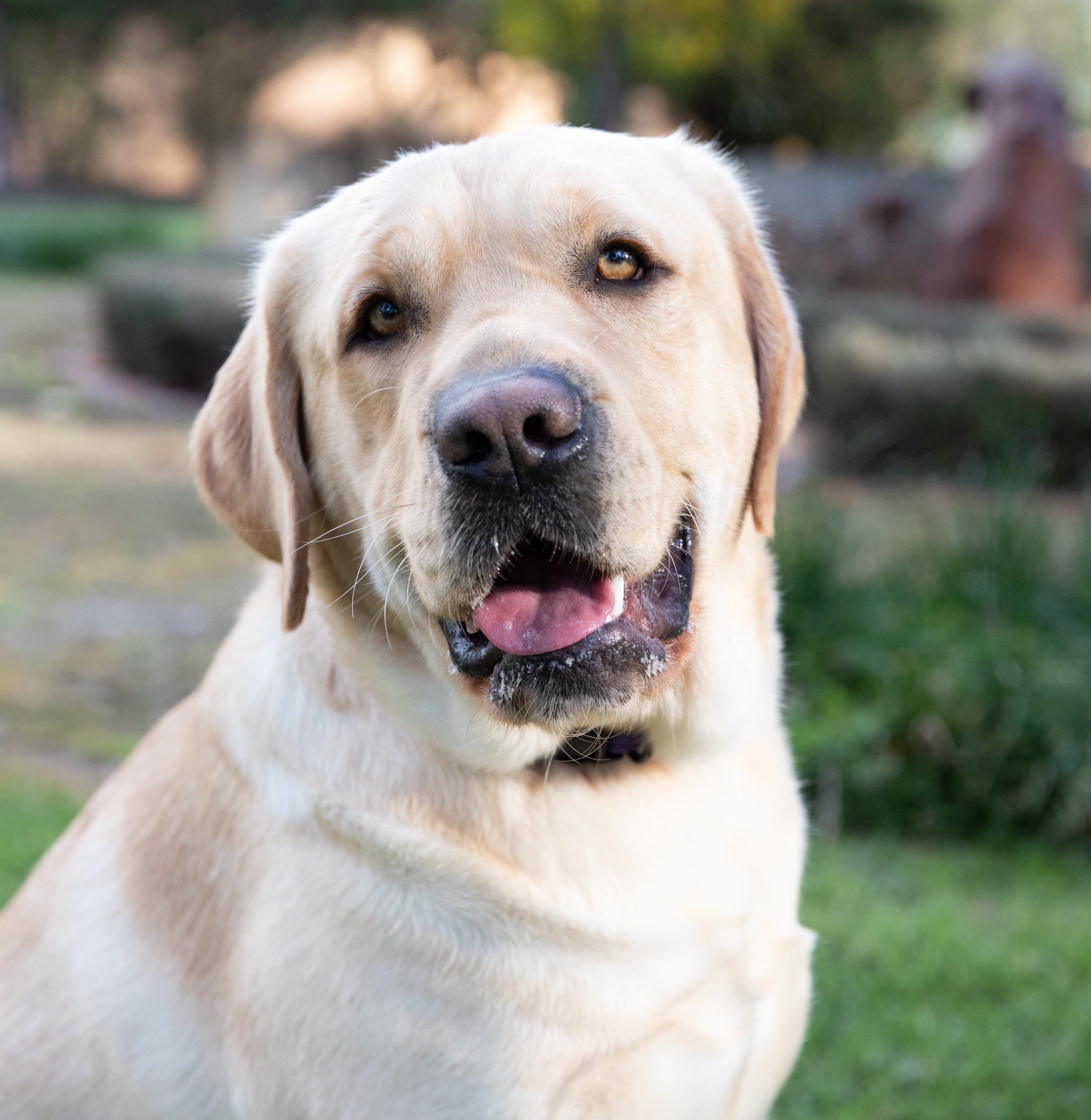 Therapy Dogs