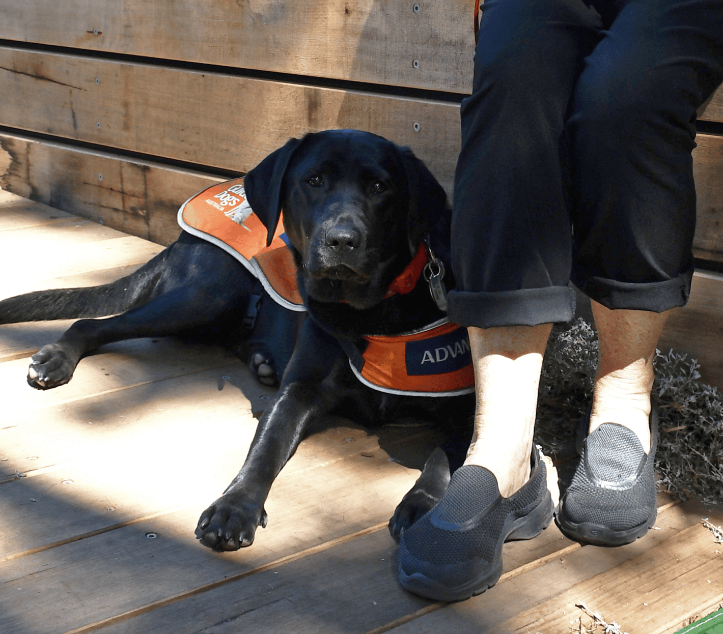 Jeanette's Guide Dog pup, lying down and wearing a trainee coat