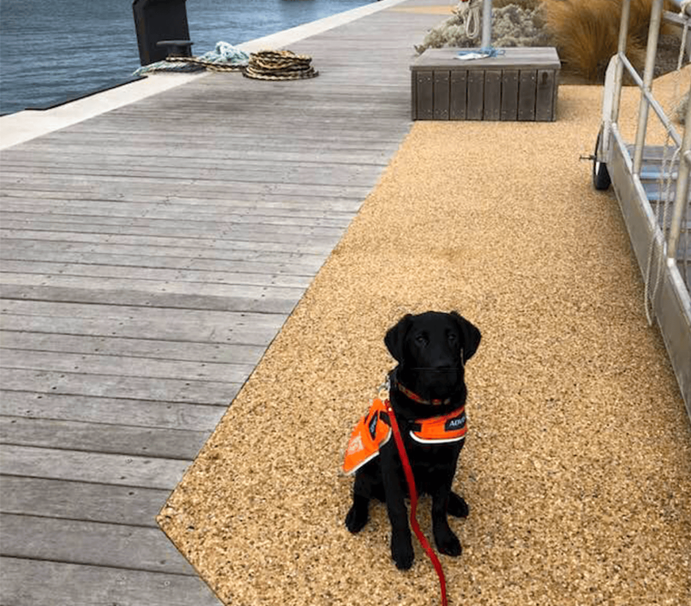 A black guide dog pup in training, wearing a trainee coat and sitting by a dock