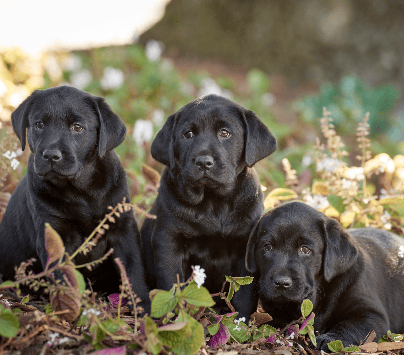 Three black guide dogs pups sitting in a field