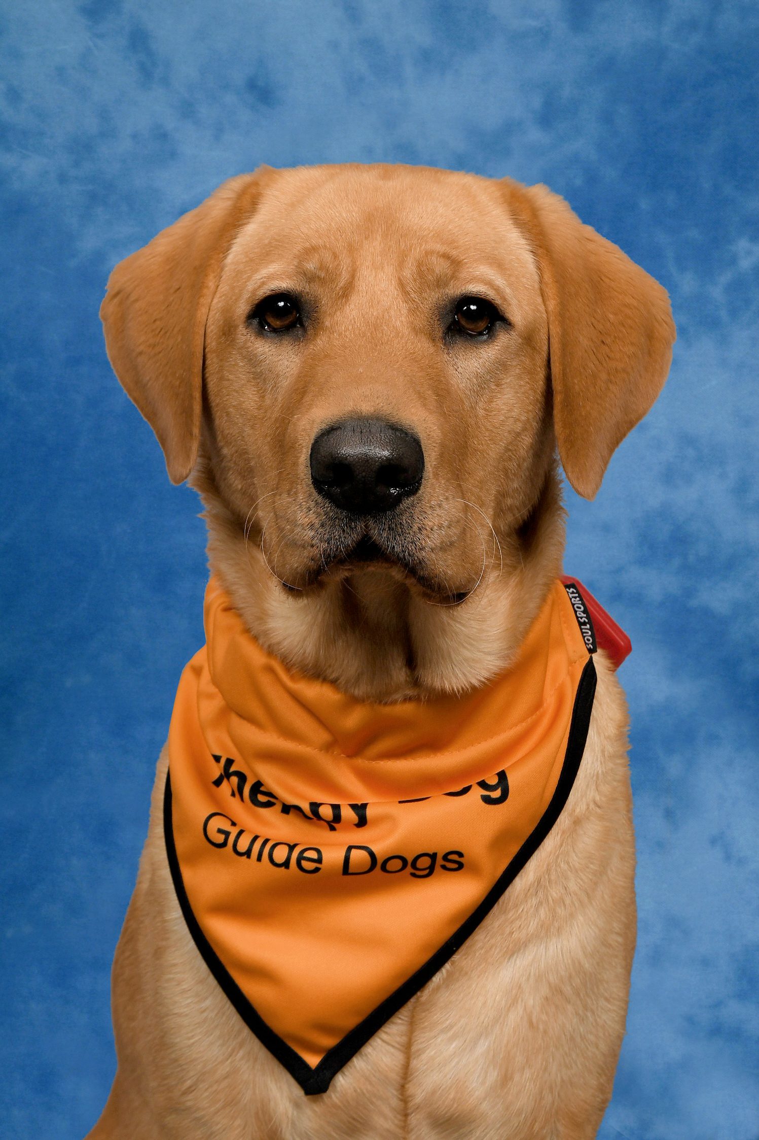 A yellow Labrador sitting for a school photo, wearing an orange Therapy Dog bandana.