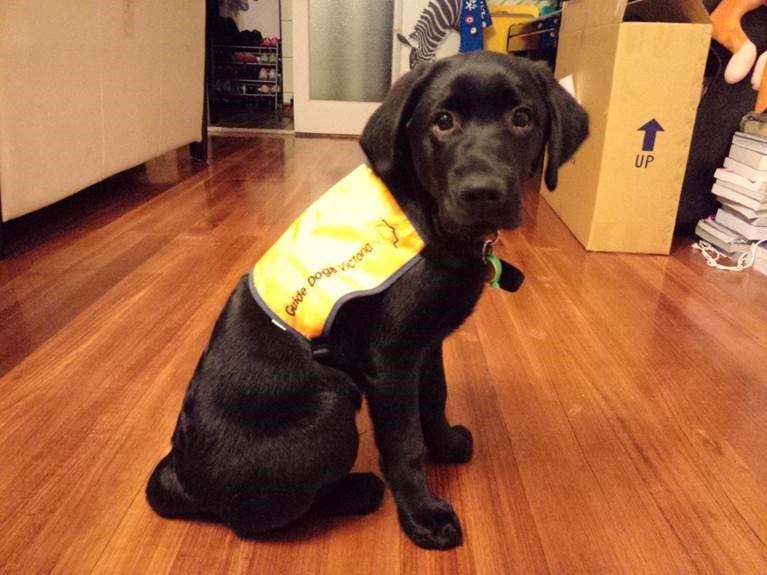 Warren as a puppy