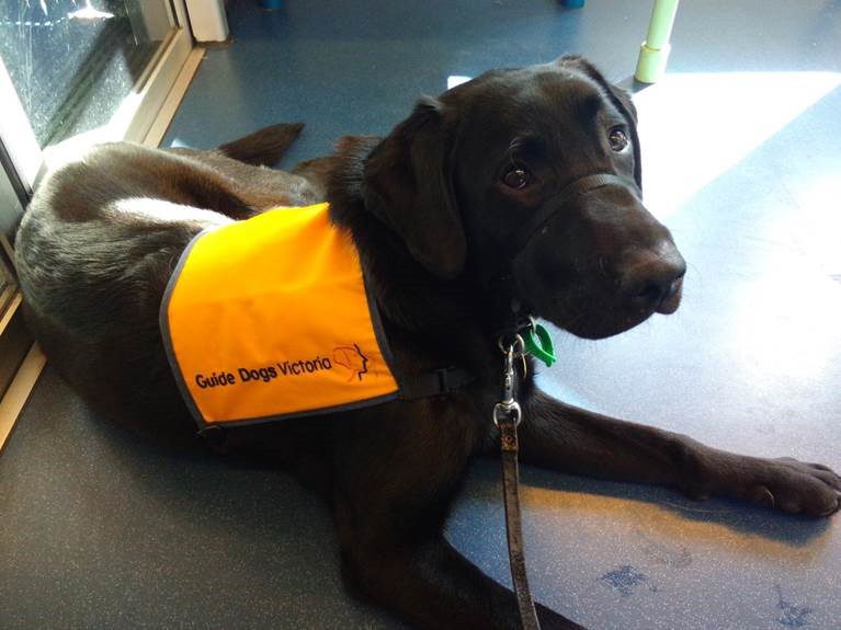 Warren as a puppy on the tram