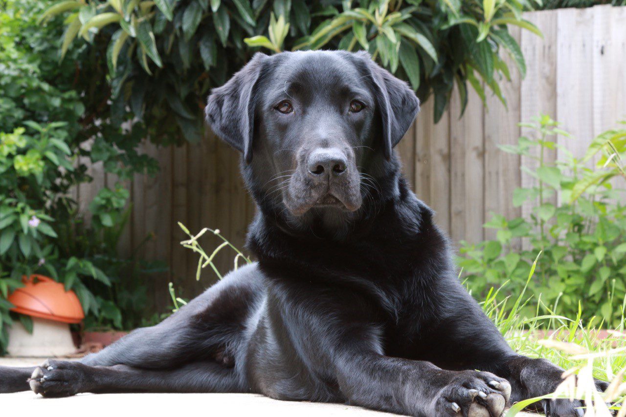guide dog Warren