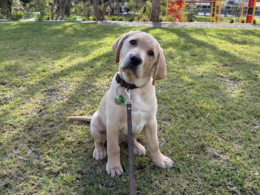 Guide Dog Tales Spring 2026