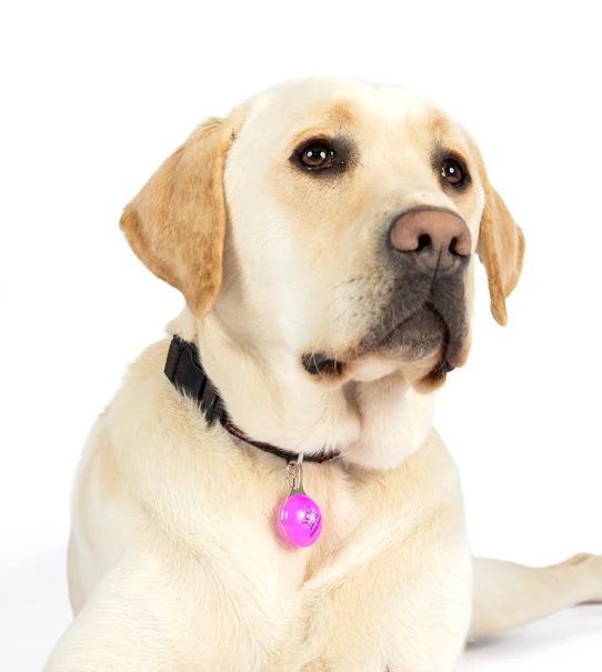 A Yellow Lab wearing a pink light up LED clip on light on its collar.