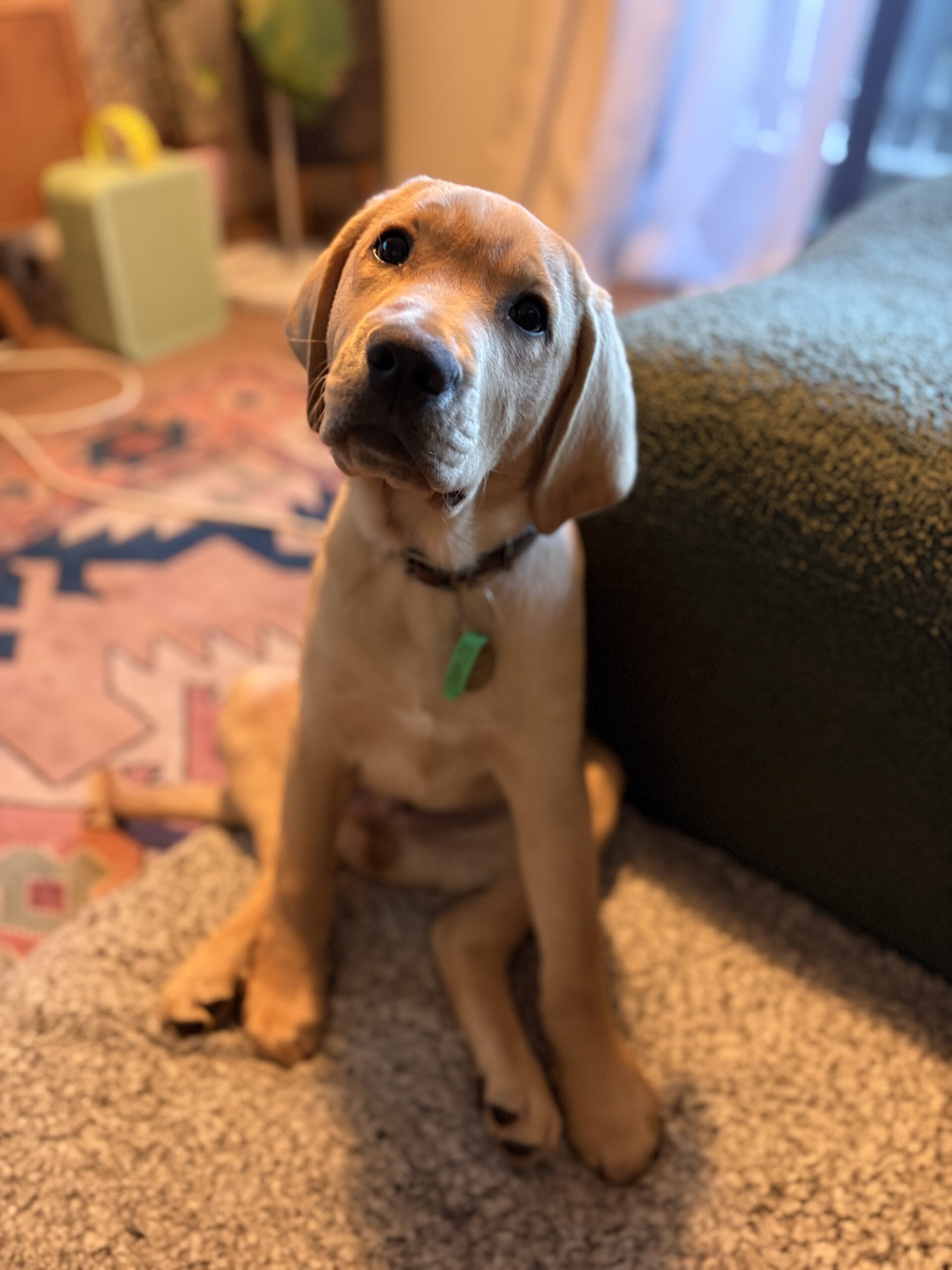Elton with titled head at his Puppy Raiser's home