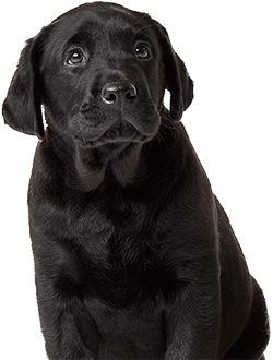 image of a Black Dog
