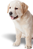 WIN! Every donation is an entry into the draw to win a playdate with the guide dog puppies