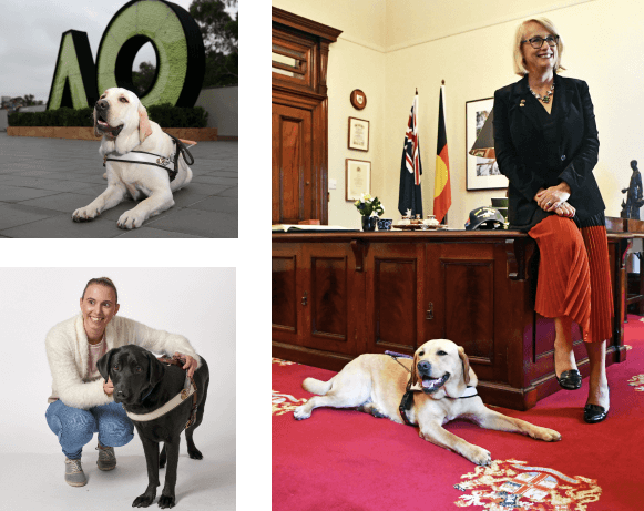 Pictures of Guide Dogs in different contexts: at the Australian Open, in an office, and with handlers