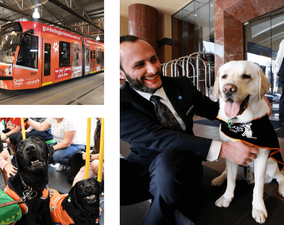 A series of pictures including: a Guide Dogs branded tram, two Guide Dogs sitting inside a populated tram, and a man and Guide Dog pictured outside the station