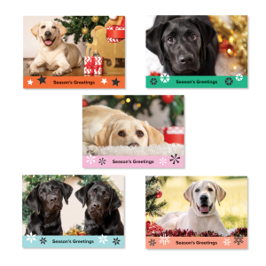 Guide Dogs Christmas Cards.