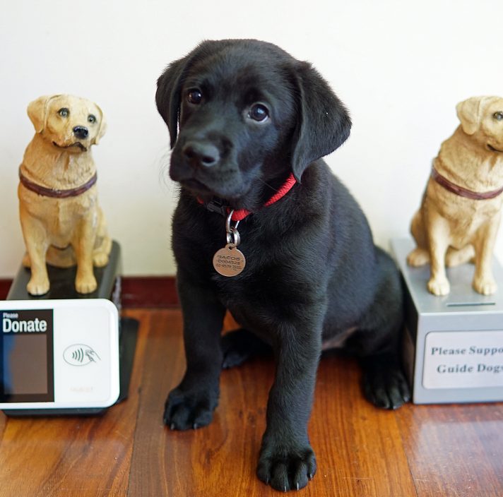 Black Labrador puppy sitting in-between a miniature Collection Dog and Digital Collection Dog.