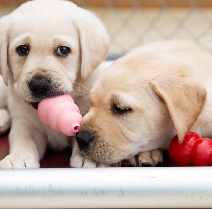 Two yellow labrador puppies chewing on dog toys