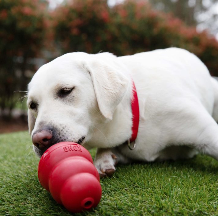 Yellow Labrador playing with a classic KONG