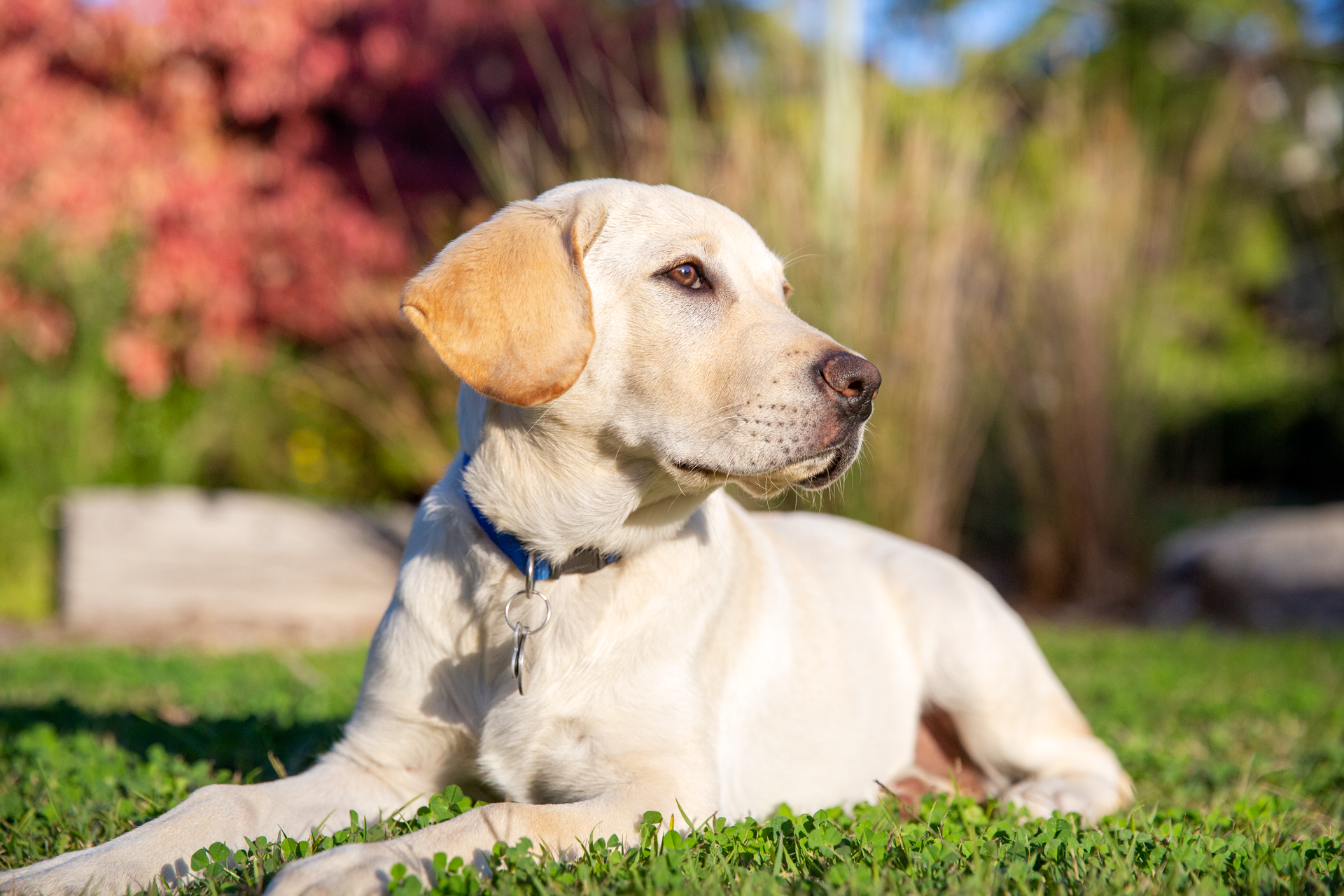 A yellow Labrador sitting in a garden