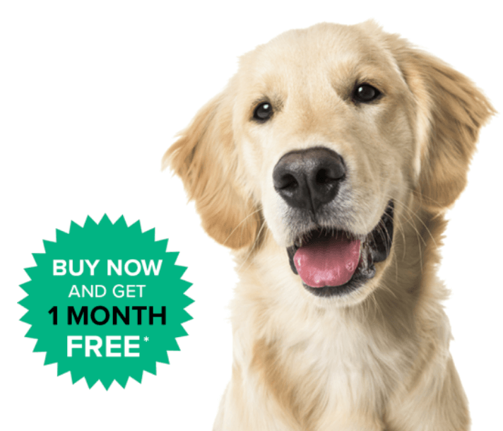 A yellow Labrador. Text reads: buy now and get one month free*