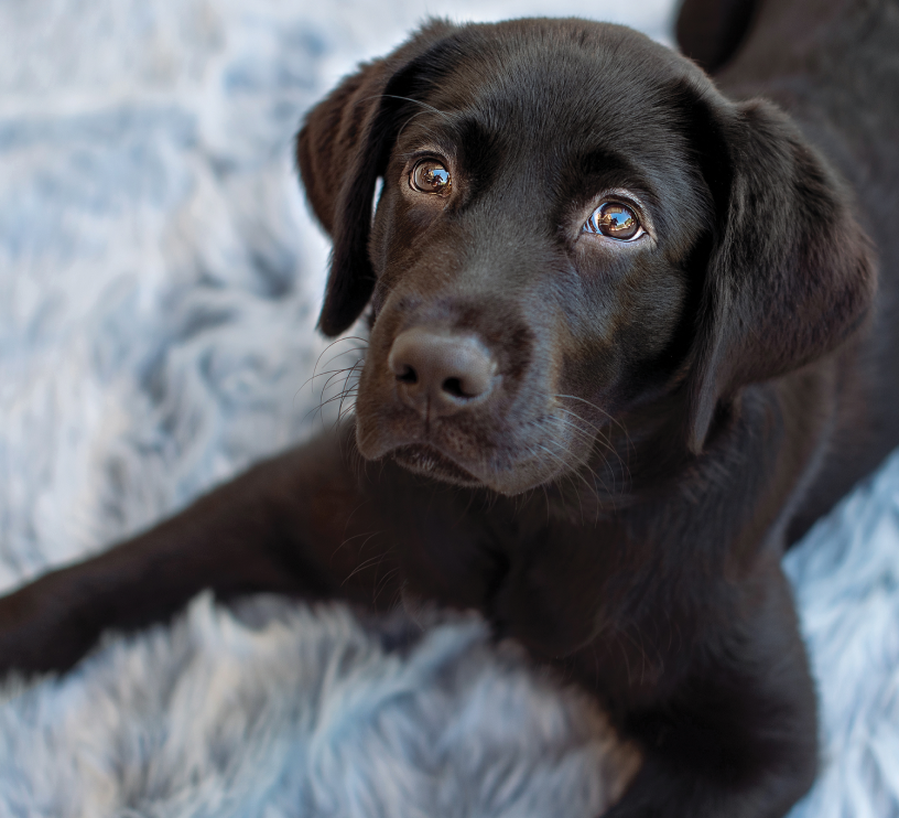 Black Labrador puppy Maisie looking up while lying prone