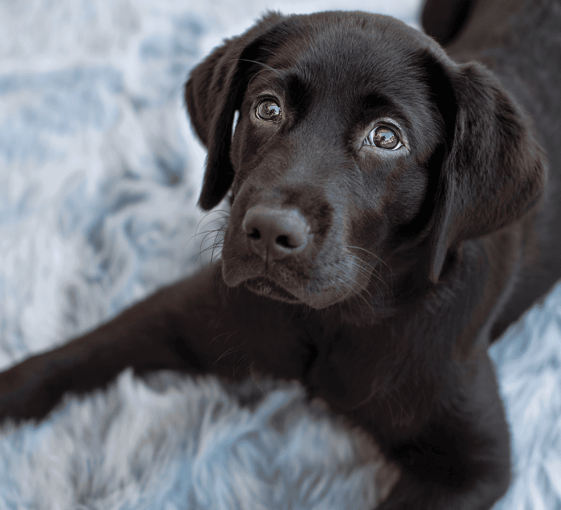 Guide Dog Tales Winter 2022
