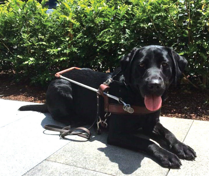 Karli laying outdoors wearing her Guide Dog harness