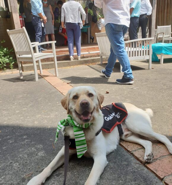 Kenzo on a break from creating smiles, laying on a footpath