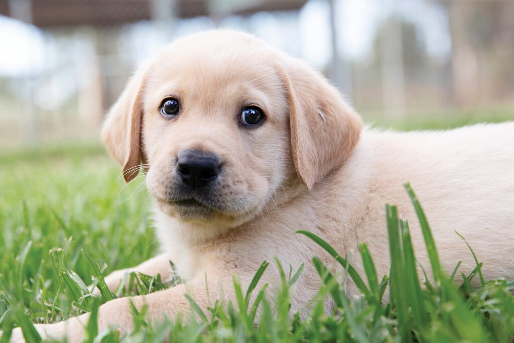 Guide Dog Tales Spring 2022