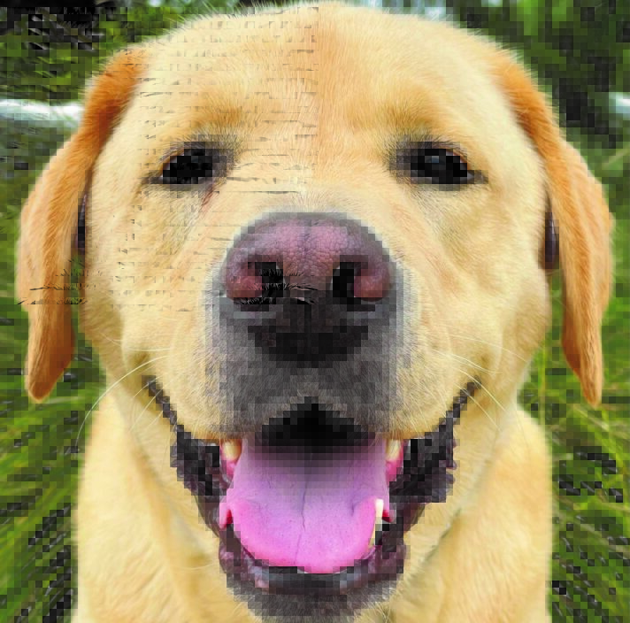 Ambassador Dog Rafa, a yellow Labrador, smiling at the camera