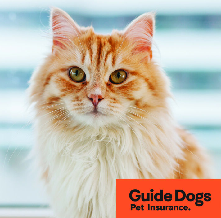 An orange cat sitting down. Caption reads: Guide Dogs Pet Insurance.
