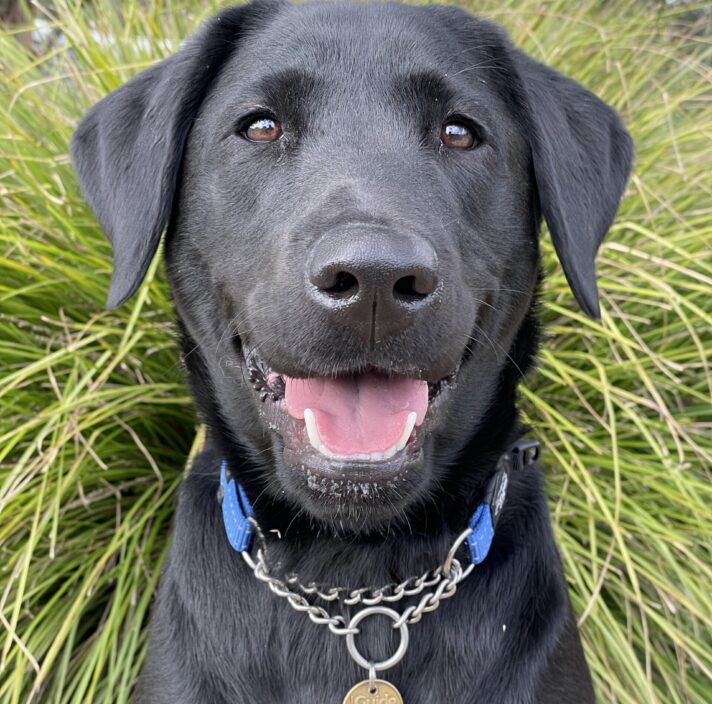 Black labrador Nessie sitting outside and smiling