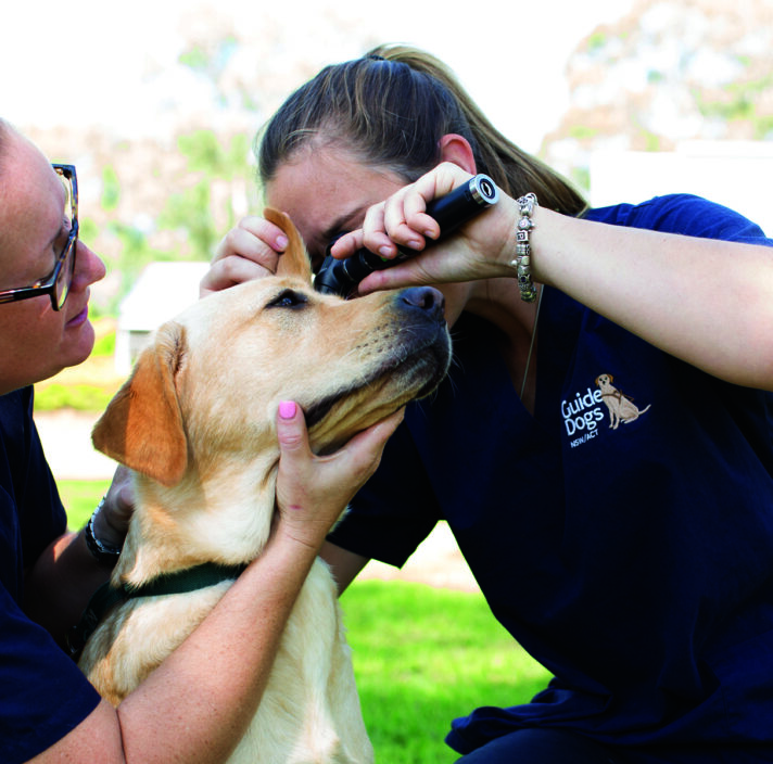 Two Guide Dogs vet staff examine a yellow Labrador.