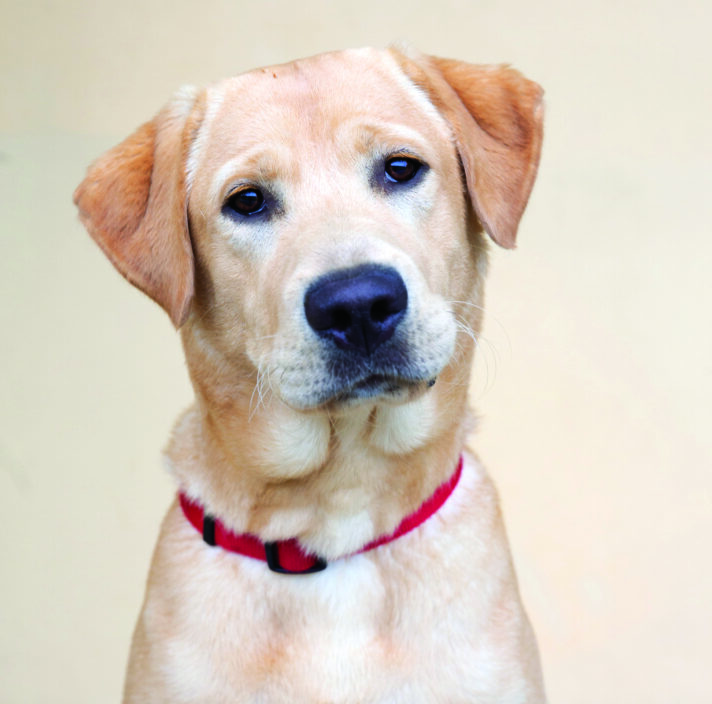Manton, a yellow Labrador wearing a red collar