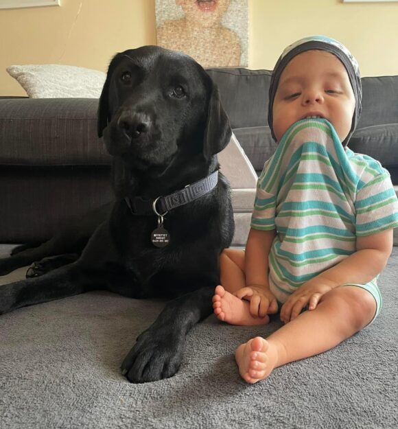 Murphy a black Labrador lies down next to toddler Ari.