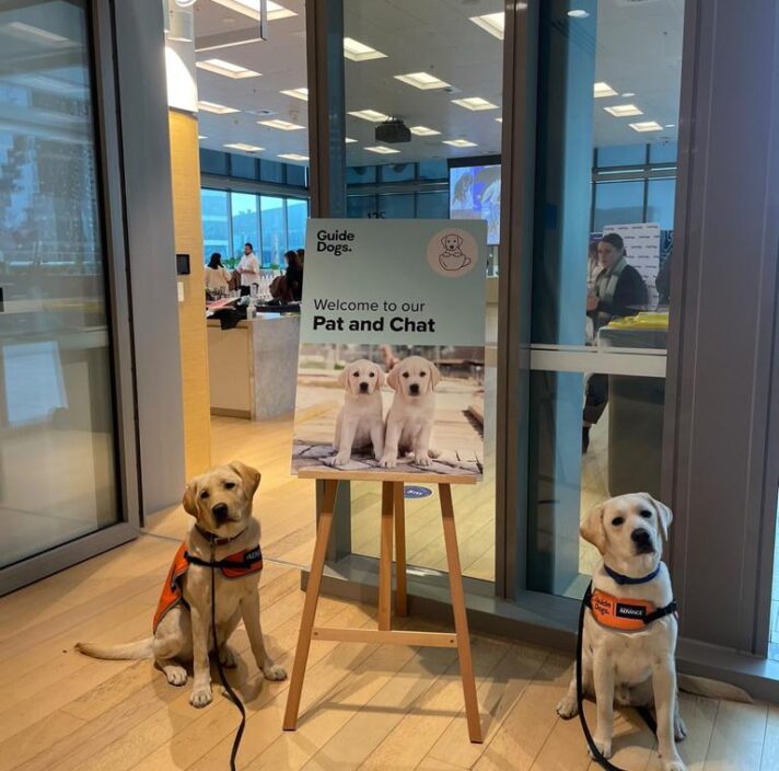 Two yellow Labradors sitting next to a poster outside a door.