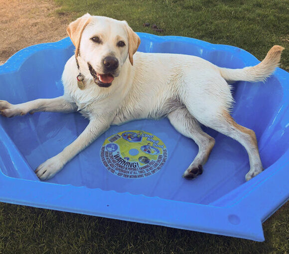 A yellow Labrador lying in a blue plastic shell pool